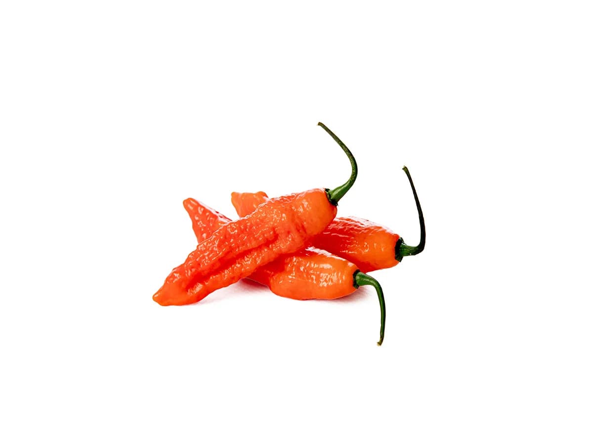 Naga Jolokia